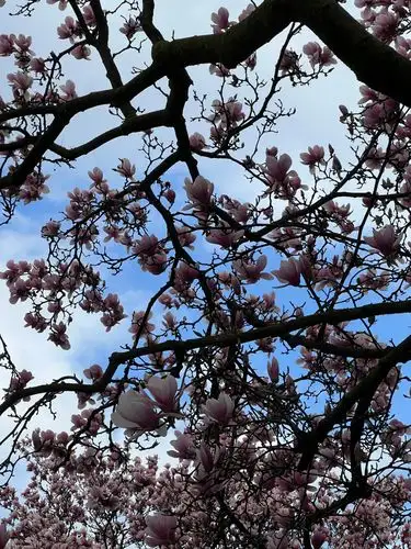 Spring's gentle beauty in full bloom.